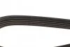 Ремінь генератора Mazda 626 1.8i 92-97 DAYCO 5PK1025 (фото 4)