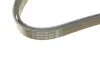 Пас поликлиновый Skoda Octavia/VW Golf IV 96-10 DAYCO 6PK1545 (фото 4)