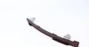 Комплект ланцюга ГРМ Toyota Rav 4 III 2.04WD/2.4 05-13, 1AZ-FE/2AZ-FE INA 559 0120 10 (фото 9)